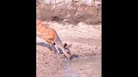 The incredible reflexes of the 🦌