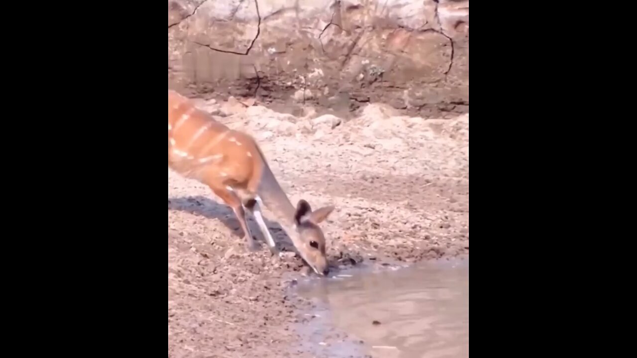 The incredible reflexes of the 🦌