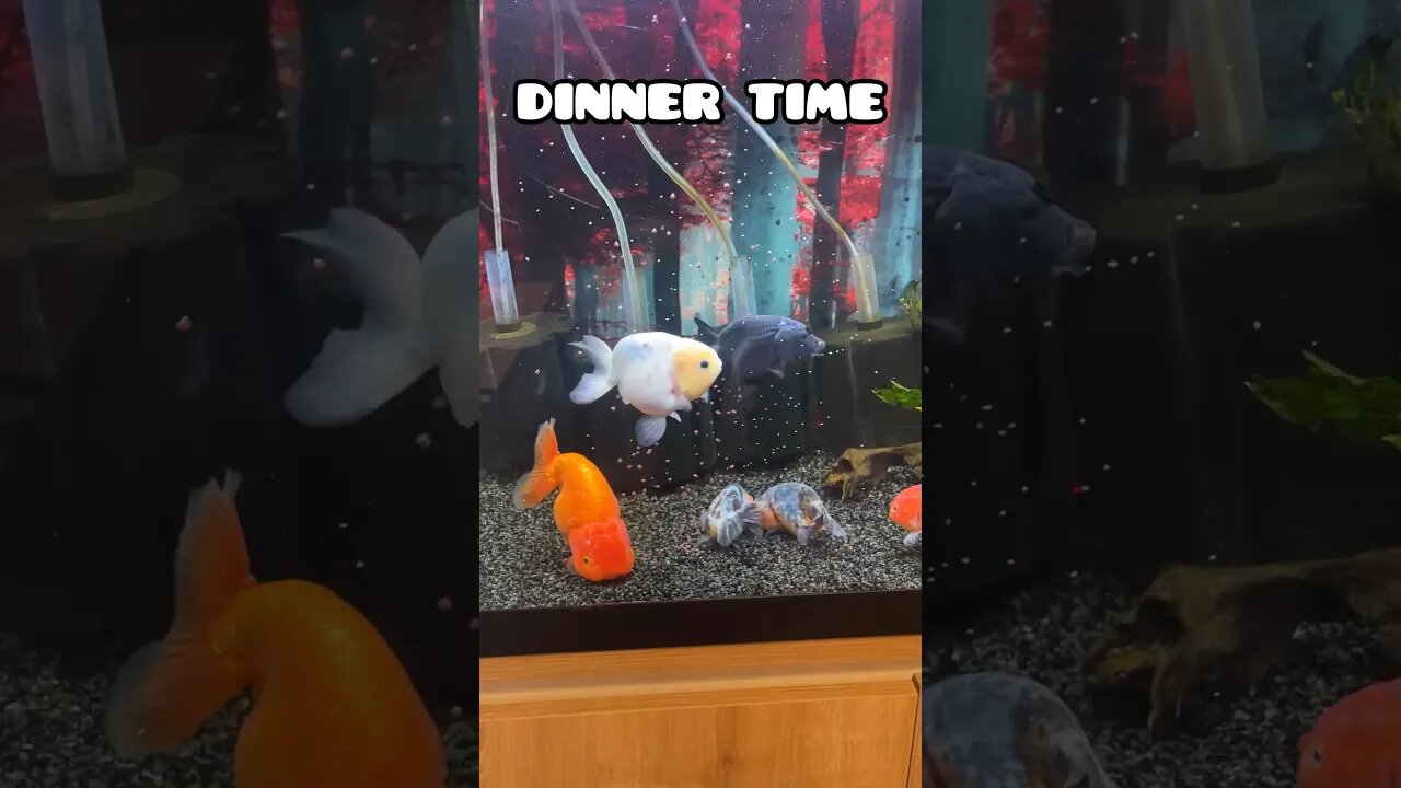 SAVAGES GOLDFISH DINNER #fancygoldfish #aquarium #ranchugoldfish #goldfishtank #feedingfish