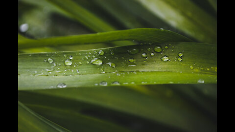 CALMING SOUND A SPRING RAIN: a 10 minute video to help you relax.