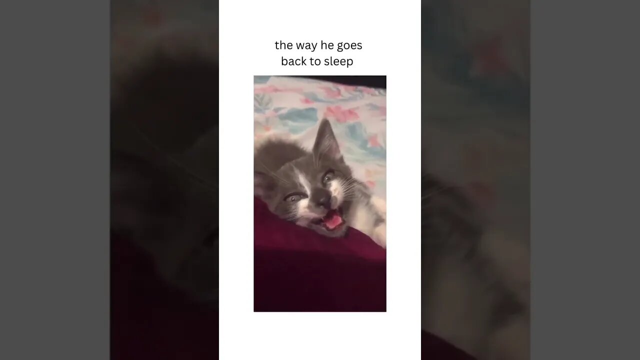 Cute Funny Cat - 38 #shorts #funny #cat #cute