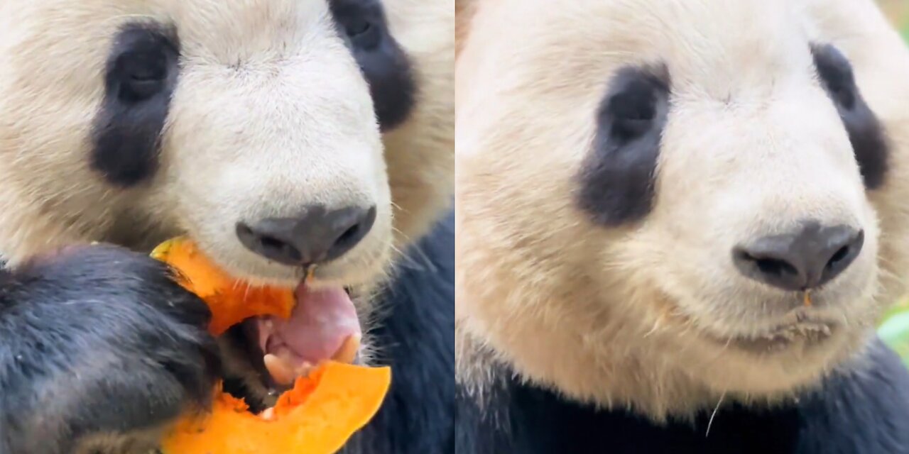 Giant Panda: Eat a pumpkin ring!