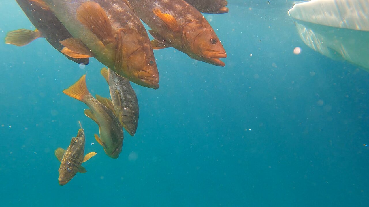 WFO Action San Clemente Island The Calico Bass Mecca