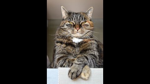 A cat scared for kitten