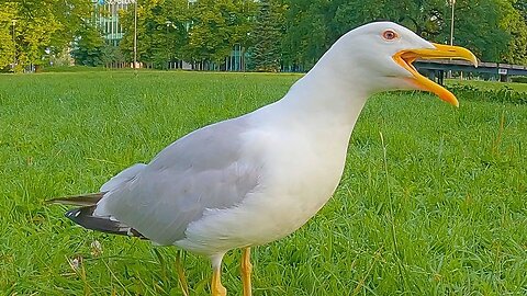 The LARGE European Herring Gull Comes Back for Seconds