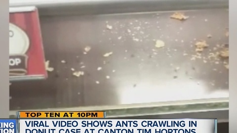 Ants seen in Tim Hortons display case