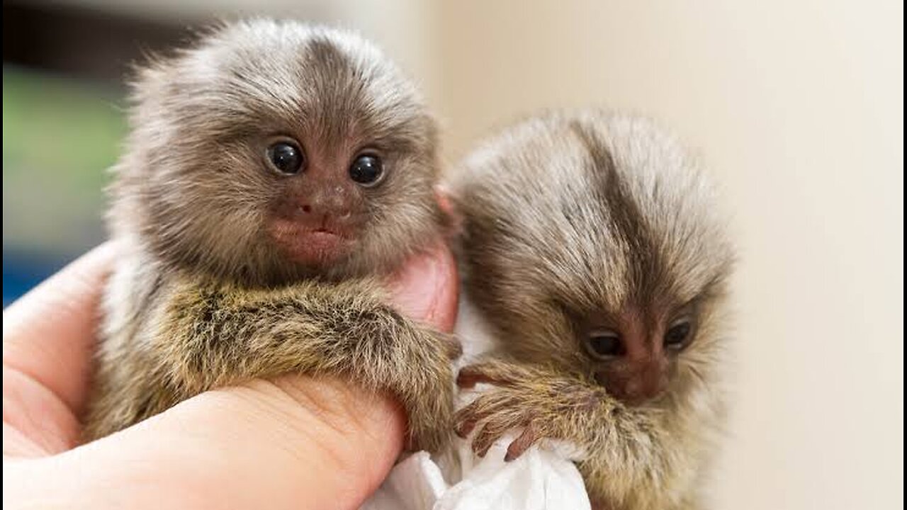 "Finger Monkey: The World's Tiniest Primate"