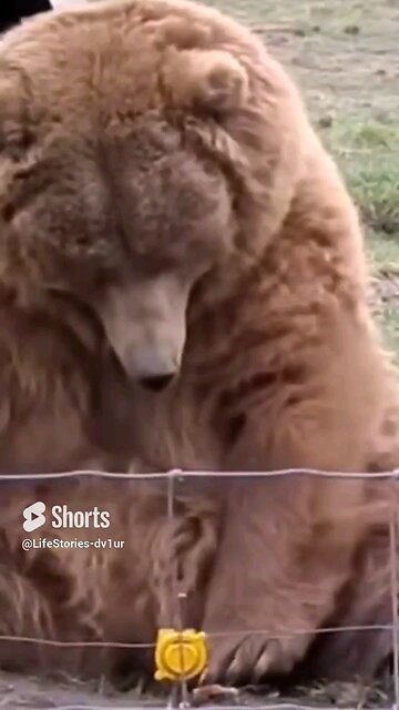 this bear waves @olympic game farm #wildlife #bear #shorts #short