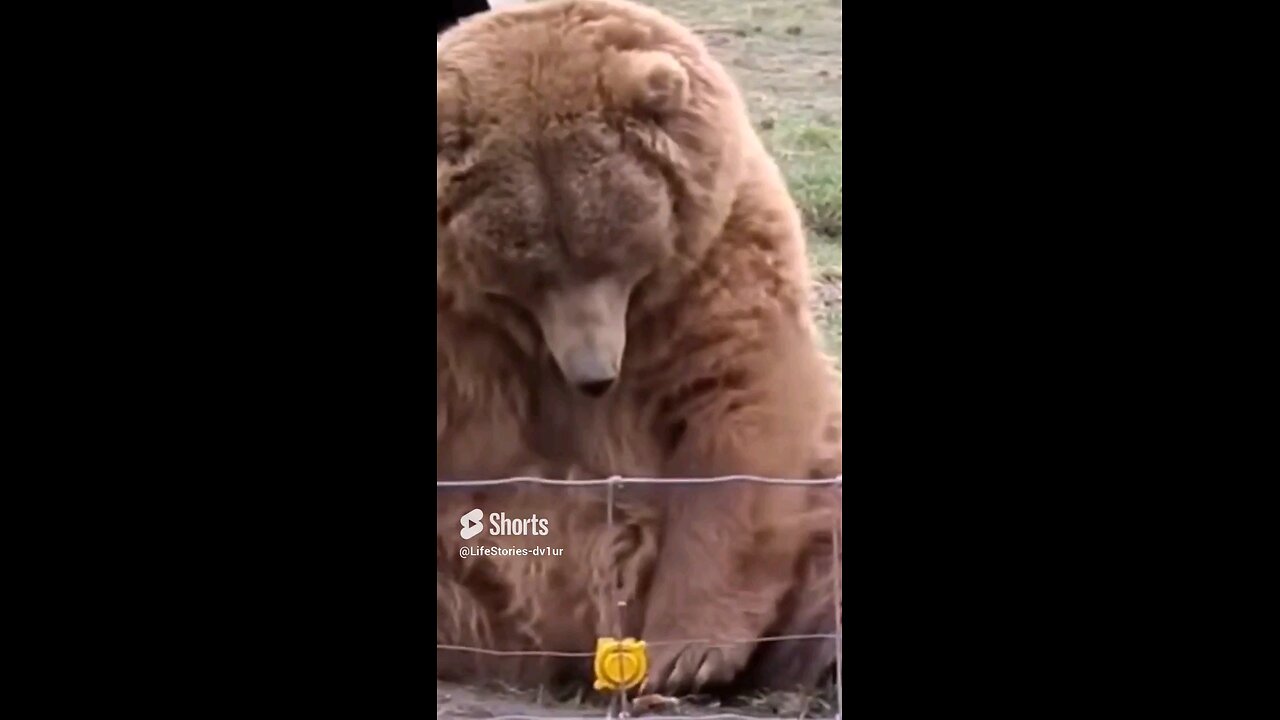 this bear waves @olympic game farm #wildlife #bear #shorts #short