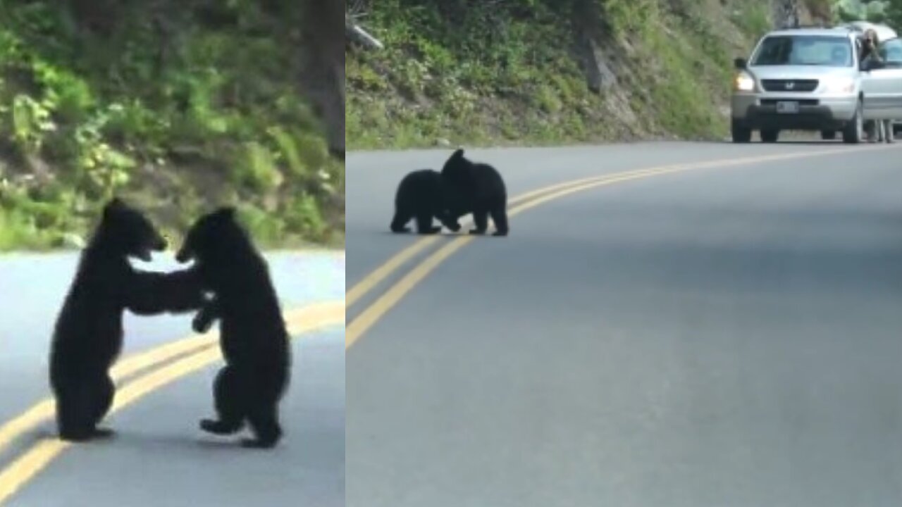 Bear Cubs Play in the Road.