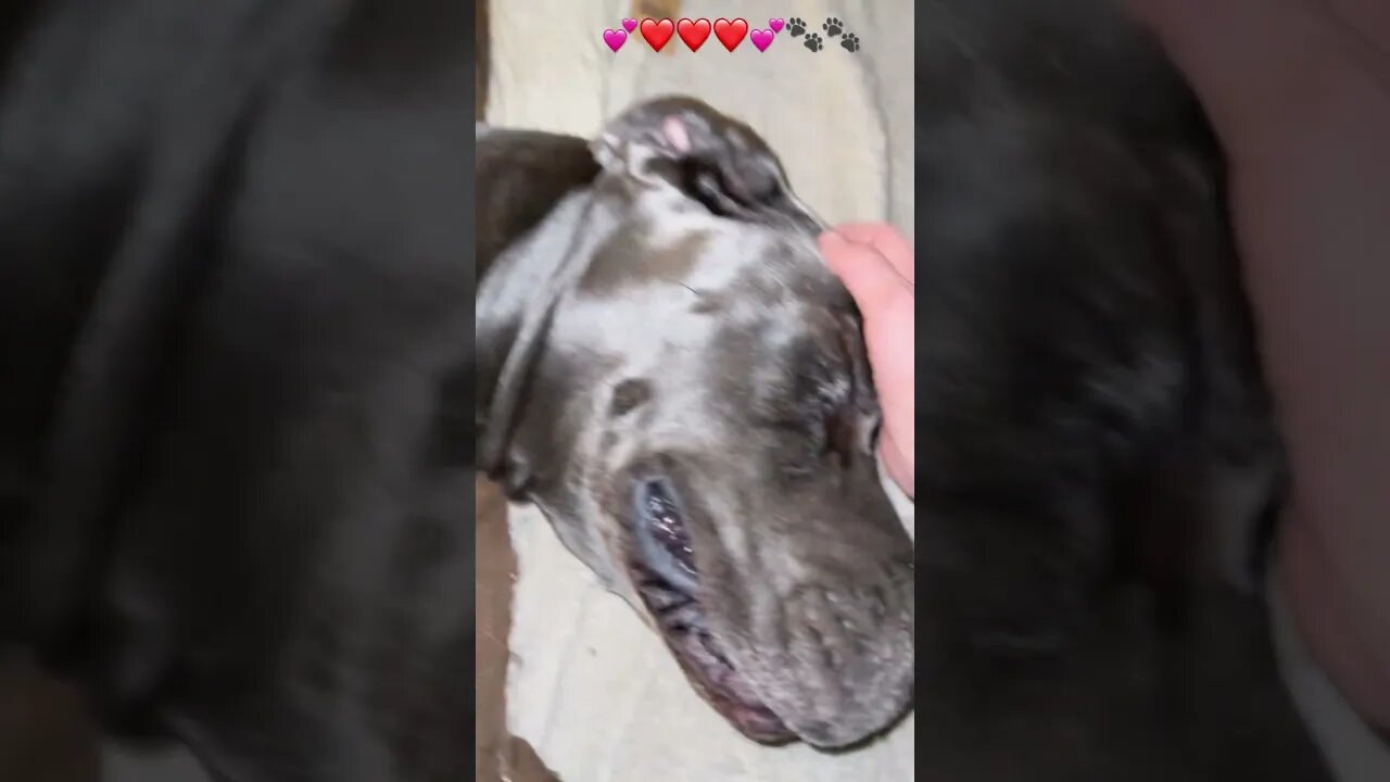 ππΎβ€οΈβ€οΈβ€οΈπΎπ #shortsvideo #dog #like #love #happy #dogs #subscribe #garden #goodmorning