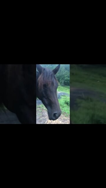 Ruby’s leg is perfectly healed