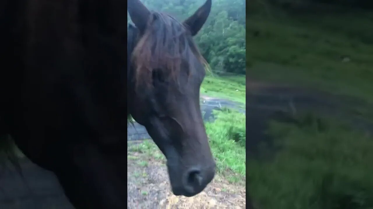 Ruby’s leg is perfectly healed