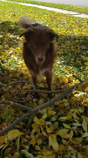 Crazy dog plays fetch with gigantic fetch