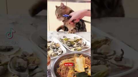 Funny Hungry Cat #shorts Funny animals video