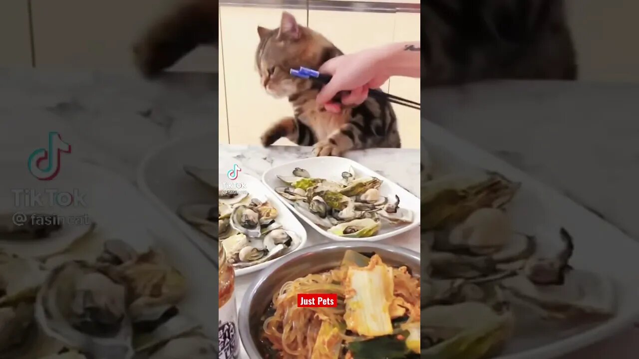 Funny Hungry Cat #shorts Funny animals video