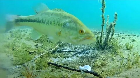 largemouth bass wont bite