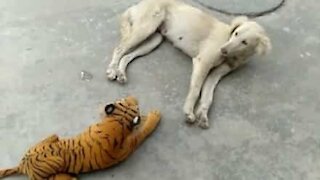 Cão apanha susto com tigre de peluche