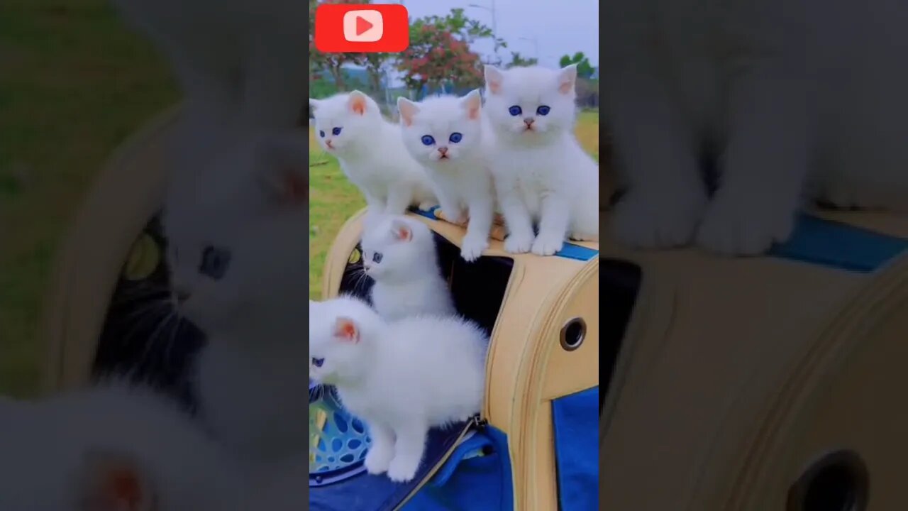 Most Beautiful White kitten's #shorts #entertainment #funnyvideo #infinitepets