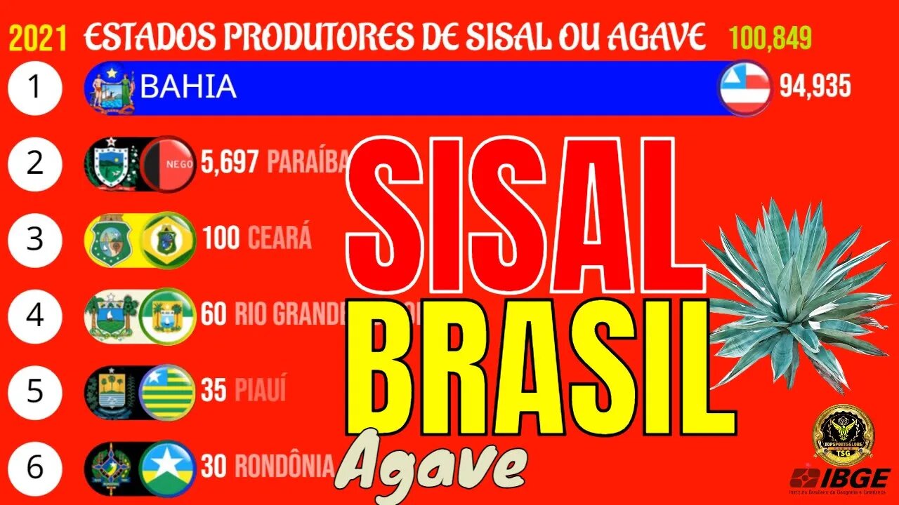 Os Maiores Produtores de SISAL ou AGAVE do Brasil