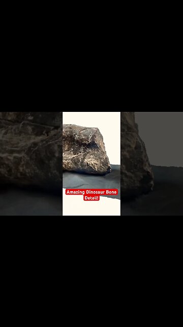 Amazing Dinosaur Bone Detail! #dinosaur #fossil #dinosaurfossil #viral #dinosaurbones #jurassic
