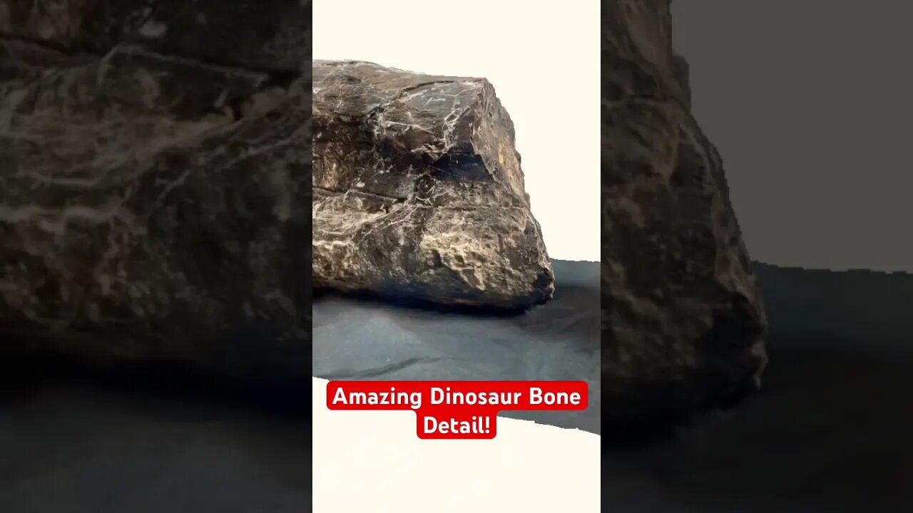 Amazing Dinosaur Bone Detail! #dinosaur #fossil #dinosaurfossil #viral #dinosaurbones #jurassic