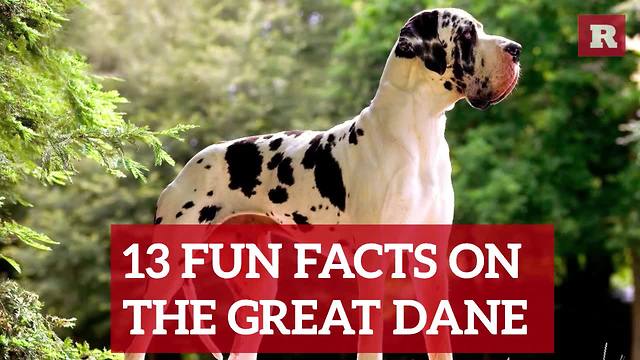 Fun and Lovable Facts on the Great Dane | Rare Animals