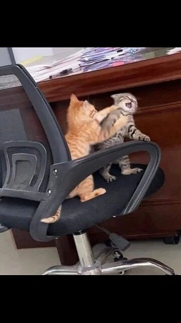 Cats vs Toys: A Hilarious Battle! 🐱🧸