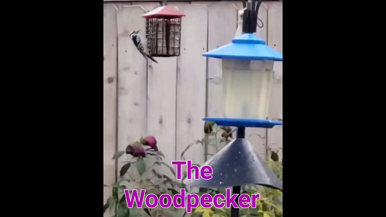 The Woodpecker