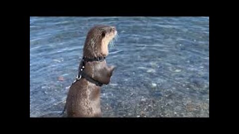 An otter's reaction to finding a kayak #Shorts