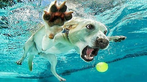 HILARIOUS Animal Videos That Will Make Your Day 🤣 Part 166