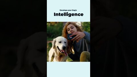 Dog Training Videos #shorts