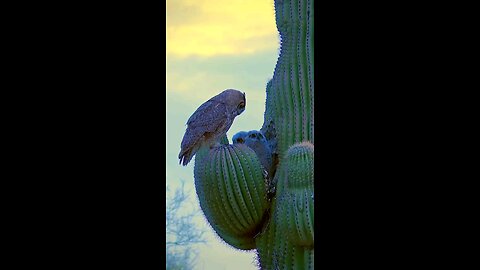 What a prickly bunch 🙏👏