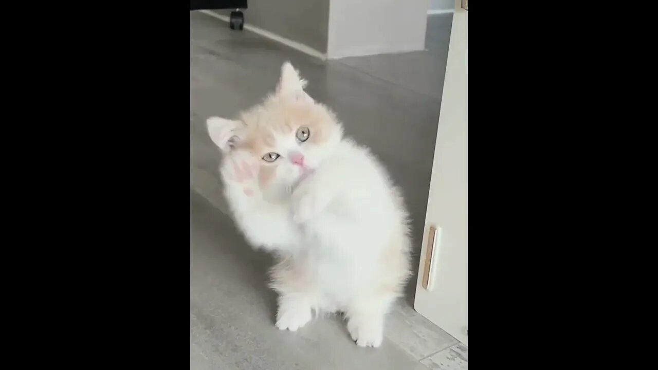 Cutes Funny Cats #funny #cats #kitten