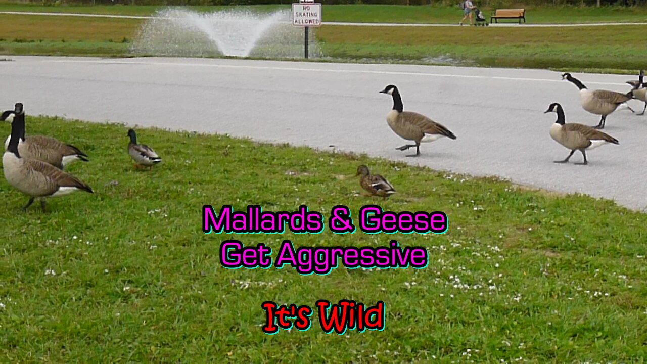 Mallards & Geese Get Aggressive