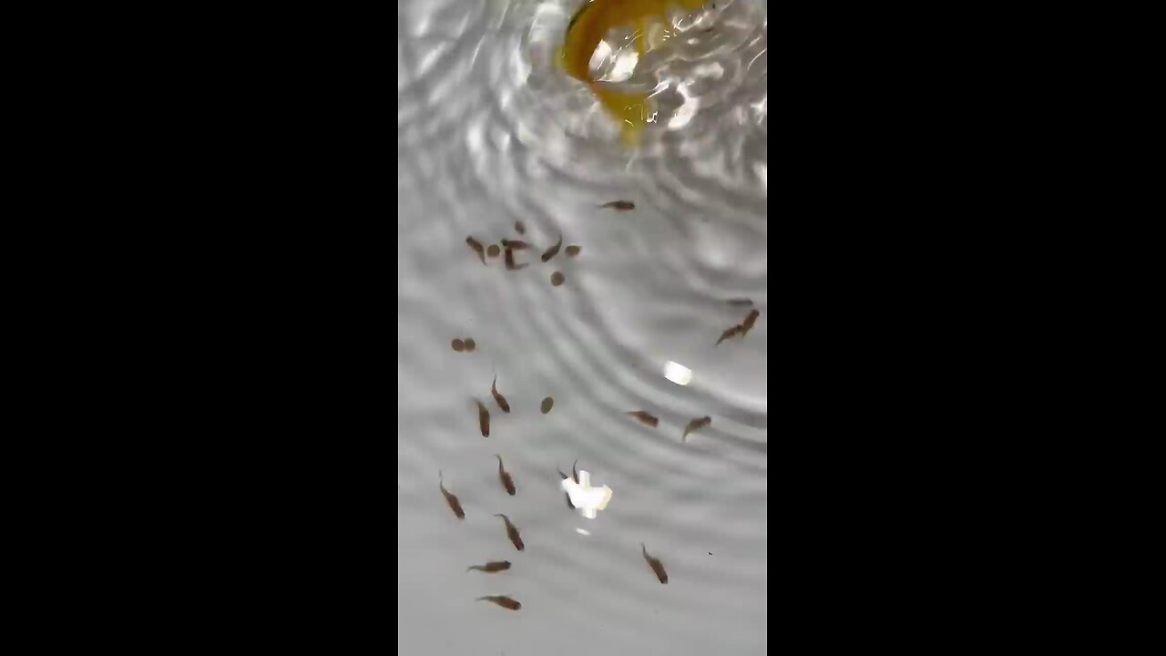 yellow fish gives birth to a lot of baby fish