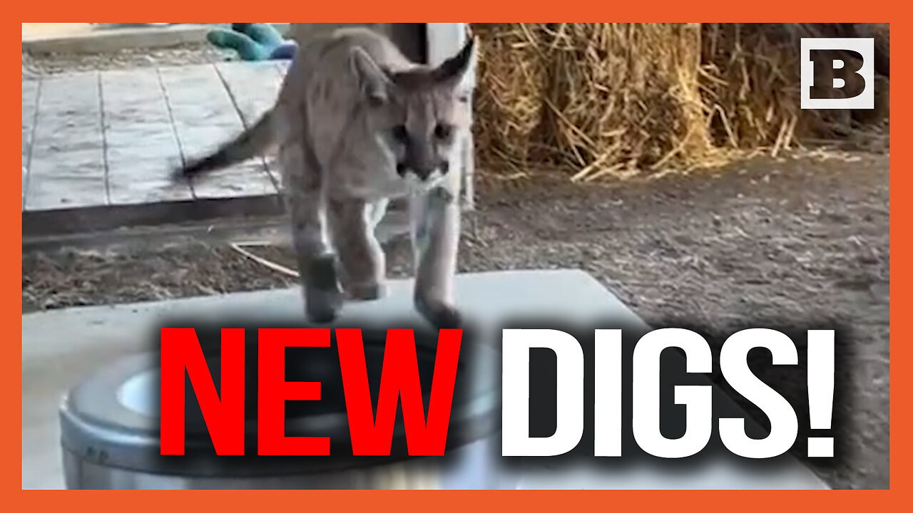 New Digs! Mountain Lion Cub Plays in New Oakland Zoo Enclosure