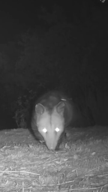 Opposum ᘛ⁐̤ᕐᐷ 🌙 Late Night Stealth Mission