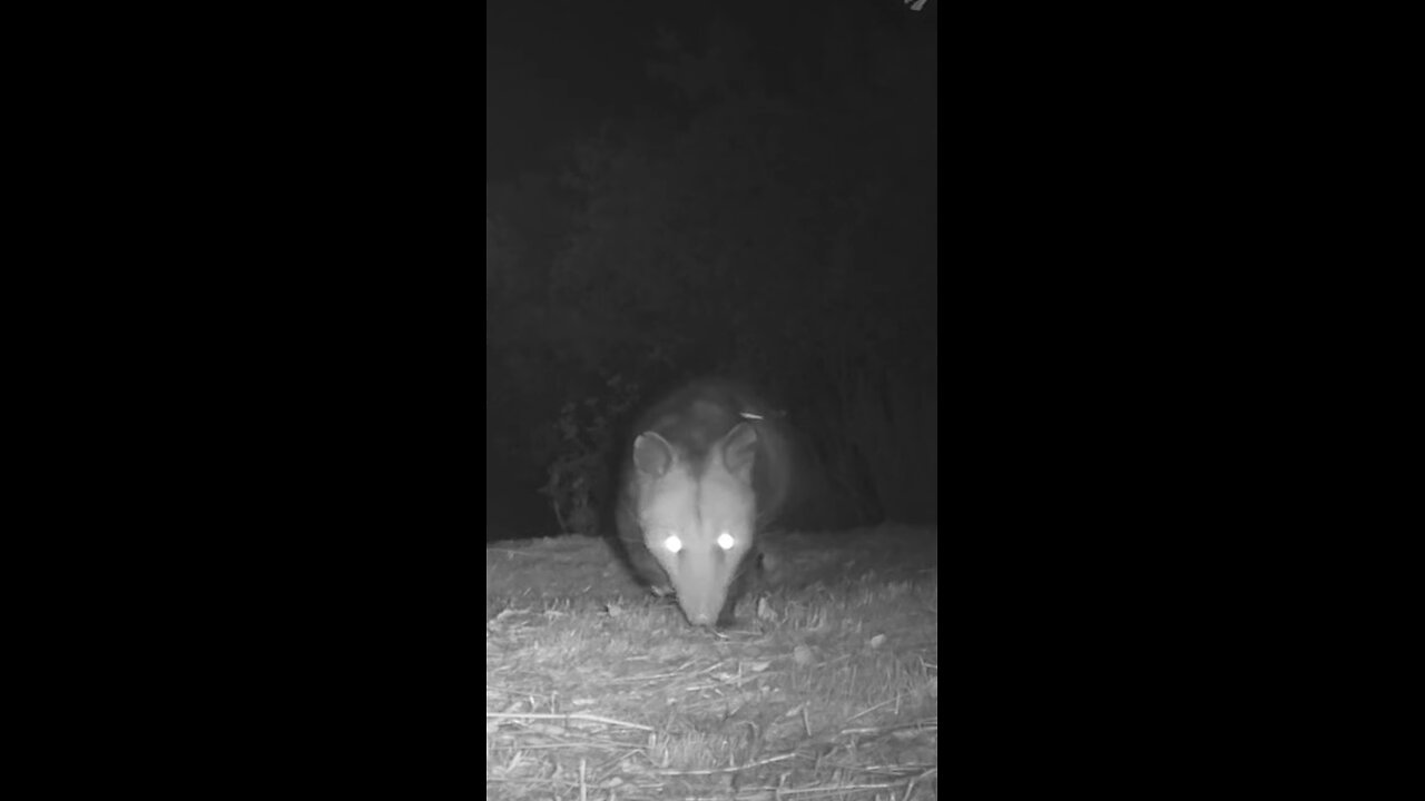 Opposum ᘛ⁐̤ᕐᐷ 🌙 Late Night Stealth Mission