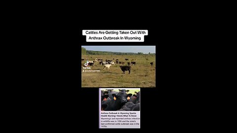 Anthrax Has Taken Out Cattles In Wyoming