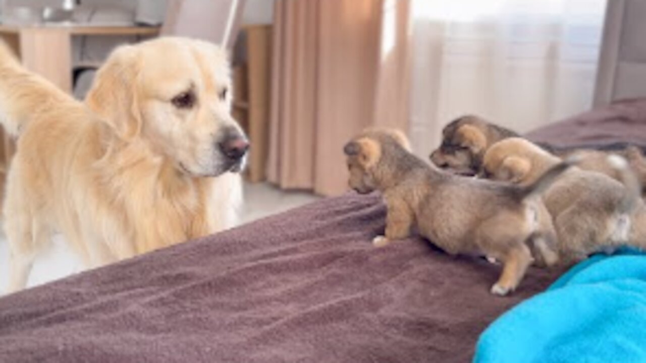 Golden Retriever Meets Puppies for the First Time