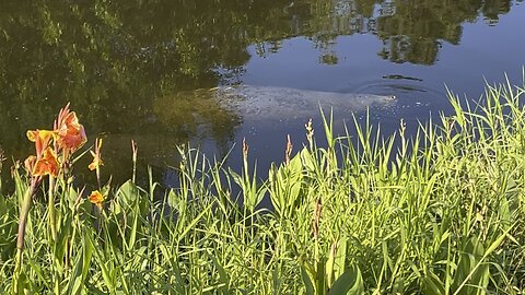 Manatees in the canal April 13 2024