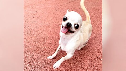 The best of funny DOGS and CHIHUAHUAS