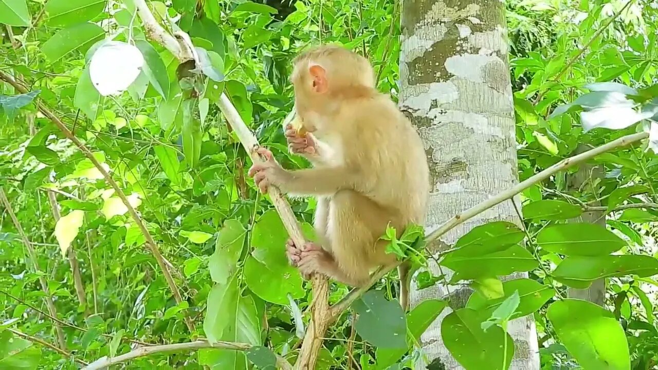 God bless the poor puppy and the poor kley monkey, they beg for food from me, I save and give 28 2