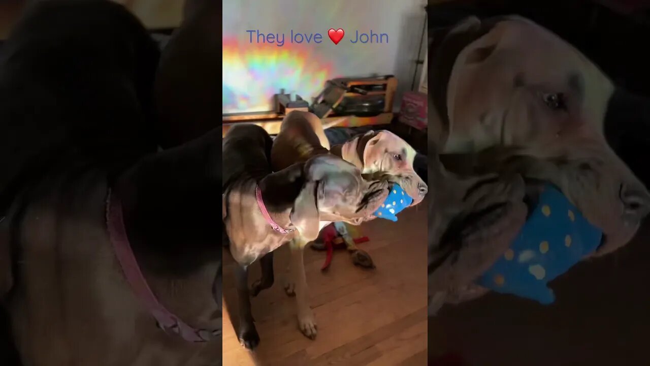 ❤️John #shorts #dogs #love #shortsvideo #dog #doglover #happy #motivation #short #tiktok #trending