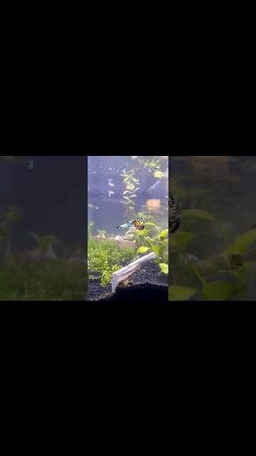 Beautiful Planted Setup For beginners🥰 #shorts #aquariumsetup #plantedtank