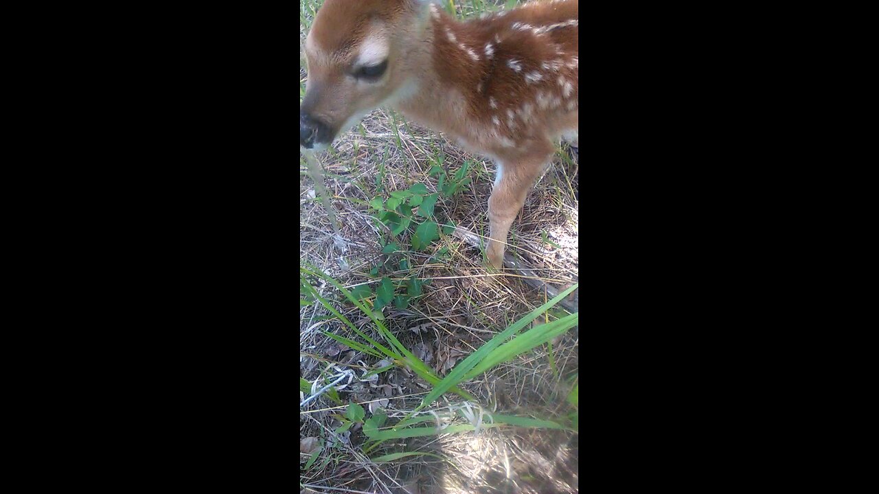 Helping Bambi