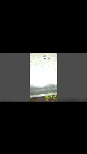 Say Hello to My OREGANO sprouts - Apocalypse Radio 'Behind the scenes'