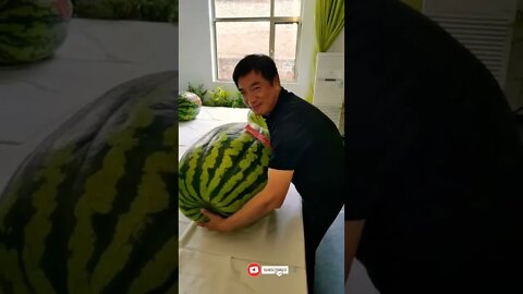 biggest watermelon can't move by one person #shorts #shortvideo