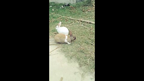 my rabit